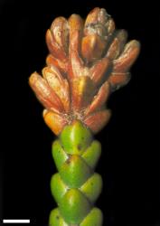 Veronica tetragona subsp. subsimilis. Terminal infructescence and capsules. Scale = 1 mm.
 Image: W.M. Malcolm © Te Papa CC-BY-NC 3.0 NZ